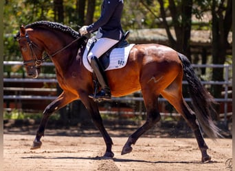 PRE Blandning, Hingst, 4 år, 160 cm, Brun