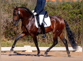 PRE Blandning, Hingst, 4 år, 160 cm, Brun