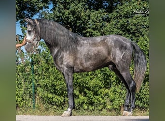 PRE Blandning, Hingst, 4 år, 160 cm, Grå-mörk-brun