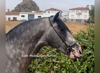 PRE Blandning, Hingst, 4 år, 160 cm, Gråskimmel