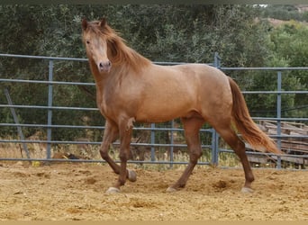 PRE, Hingst, 4 år, 160 cm, Pärla