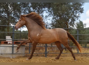 PRE, Hingst, 4 år, 160 cm, Pärla