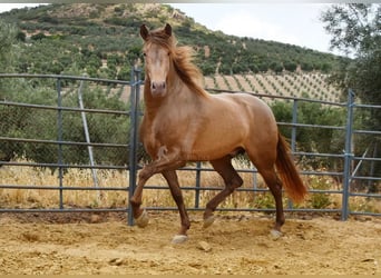 PRE, Hingst, 4 år, 160 cm, Pärla