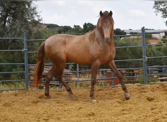 PRE, Hingst, 4 år, 160 cm, Pärla