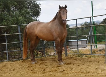 PRE, Hingst, 4 år, 160 cm, Pärla
