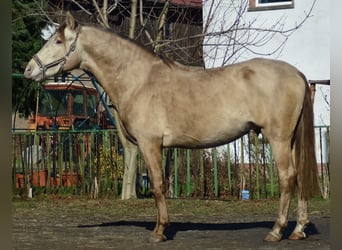 PRE, Hingst, 4 år, 160 cm, Pärla