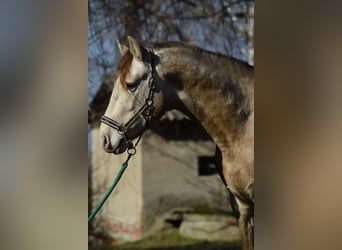 PRE, Hingst, 4 år, 160 cm, Pärla