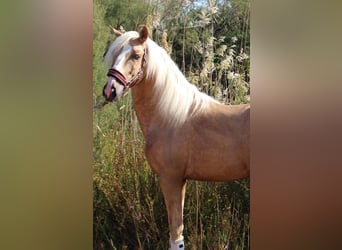 PRE Blandning, Hingst, 4 år, 160 cm, Palomino