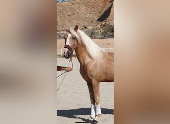 PRE Blandning, Hingst, 4 år, 160 cm, Palomino