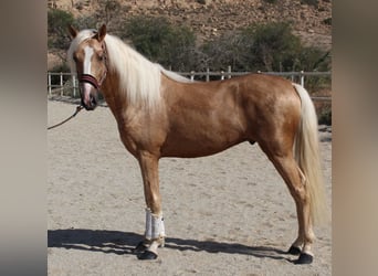 PRE Blandning, Hingst, 4 år, 160 cm, Palomino