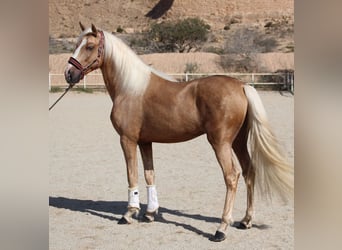 PRE Blandning, Hingst, 4 år, 160 cm, Palomino