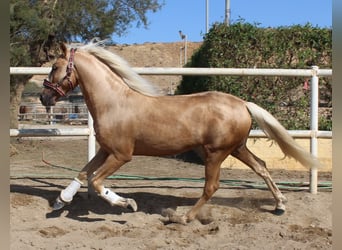 PRE Blandning, Hingst, 4 år, 160 cm, Palomino