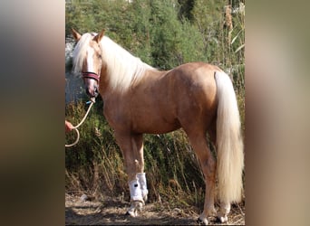 PRE Blandning, Hingst, 4 år, 160 cm, Palomino