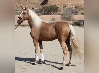 PRE Blandning, Hingst, 4 år, 160 cm, Palomino