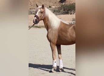 PRE Blandning, Hingst, 4 år, 160 cm, Palomino