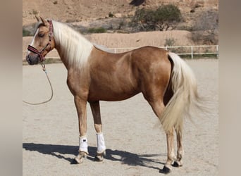 PRE Blandning, Hingst, 4 år, 160 cm, Palomino