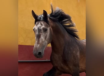 PRE, Hingst, 4 år, 161 cm, Braunfalbschimmel