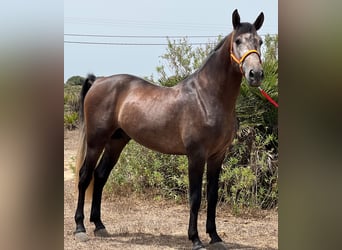 PRE, Hingst, 4 år, 161 cm, Braunfalbschimmel