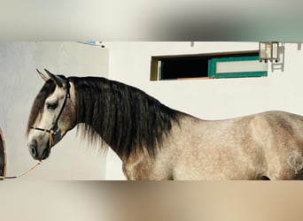 PRE Blandning, Hingst, 4 år, 161 cm, Gråskimmel