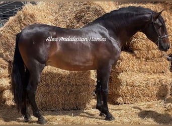 PRE Blandning, Hingst, 4 år, 163 cm, Brun