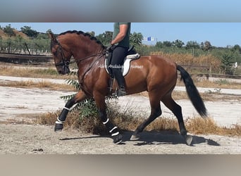 PRE Blandning, Hingst, 4 år, 163 cm, Brun