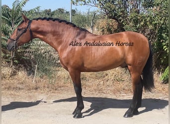 PRE Blandning, Hingst, 4 år, 163 cm, Brun