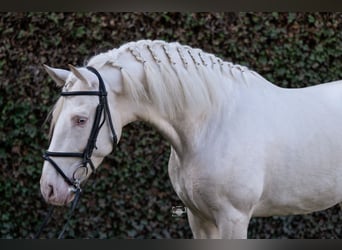 PRE Blandning, Hingst, 4 år, 163 cm, Cremello