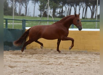 PRE Blandning, Hingst, 4 år, 163 cm, fux