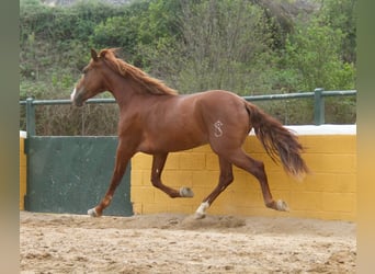 PRE Blandning, Hingst, 4 år, 163 cm, fux