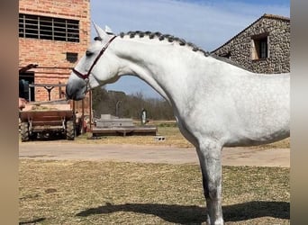 PRE Blandning, Hingst, 4 år, 163 cm, Grå