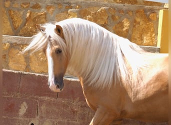 PRE Blandning, Hingst, 4 år, 163 cm, Palomino