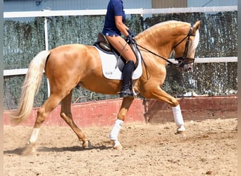 PRE Blandning, Hingst, 4 år, 163 cm, Palomino