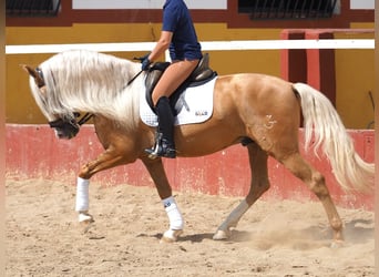 PRE Blandning, Hingst, 4 år, 163 cm, Palomino