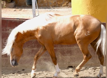 PRE Blandning, Hingst, 4 år, 163 cm, Palomino