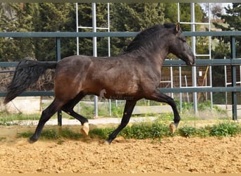 PRE, Hingst, 4 år, 163 cm, Svart