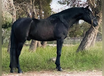 PRE Blandning, Hingst, 4 år, 163 cm, Svart