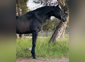 PRE Blandning, Hingst, 4 år, 163 cm, Svart