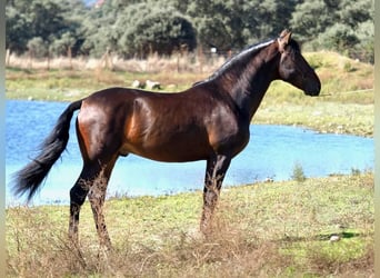 PRE Blandning, Hingst, 4 år, 164 cm, Brun