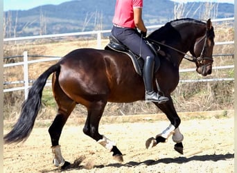 PRE Blandning, Hingst, 4 år, 164 cm, Brun