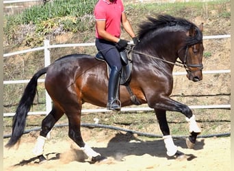 PRE Blandning, Hingst, 4 år, 164 cm, Brun