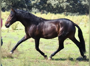 PRE Blandning, Hingst, 4 år, 164 cm, Brun