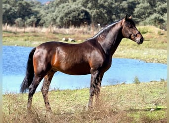 PRE Blandning, Hingst, 4 år, 164 cm, Brun