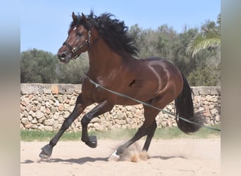 PRE, Hingst, 4 år, 164 cm, Brun