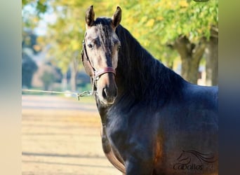 PRE, Hingst, 4 år, 164 cm, Grå