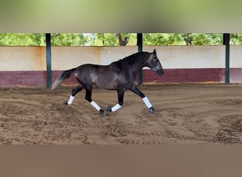 PRE, Hingst, 4 år, 164 cm, Grå