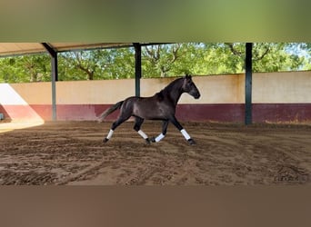 PRE, Hingst, 4 år, 164 cm, Grå