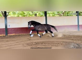 PRE, Hingst, 4 år, 164 cm, Grå