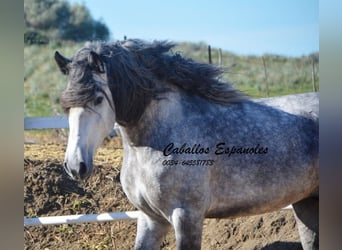 PRE, Hingst, 4 år, 164 cm, Gråskimmel