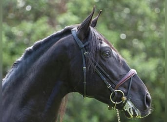 PRE Blandning, Hingst, 4 år, 164 cm, Svart