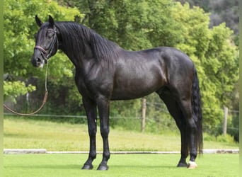 PRE Blandning, Hingst, 4 år, 164 cm, Svart